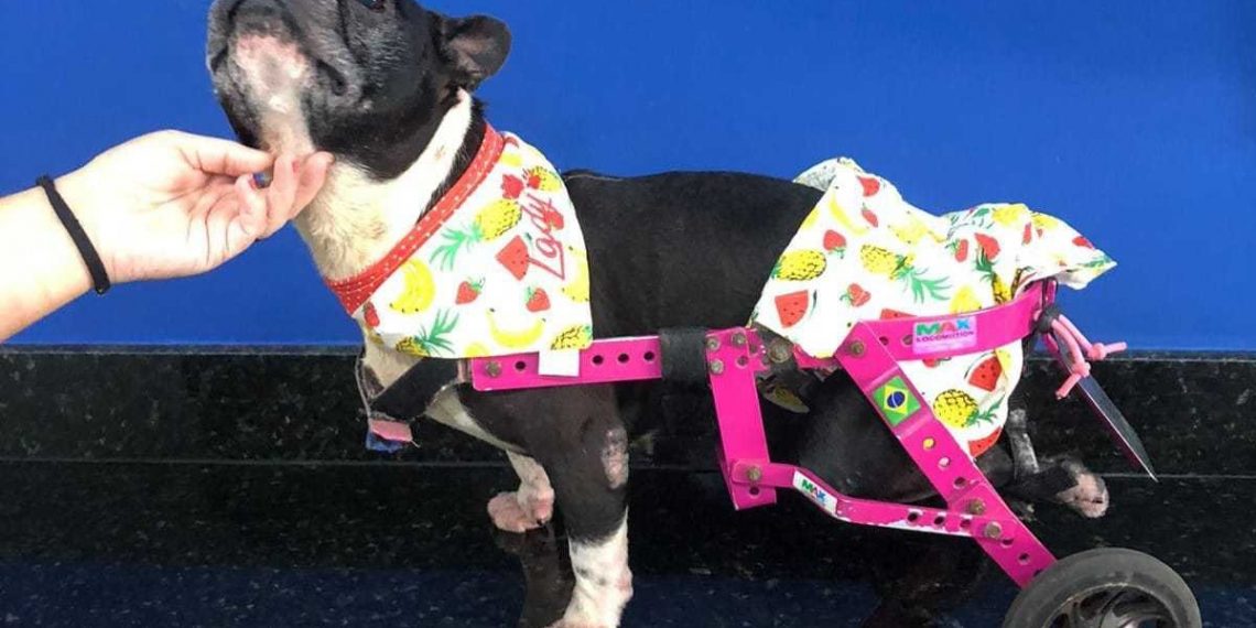 Projeto oferece fisioterapia e reabilitação para animais de estimação em Natal