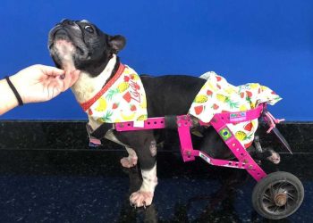 Projeto oferece fisioterapia e reabilitação para animais de estimação em Natal