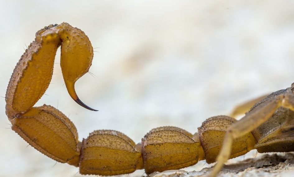 Veneno de escorpião