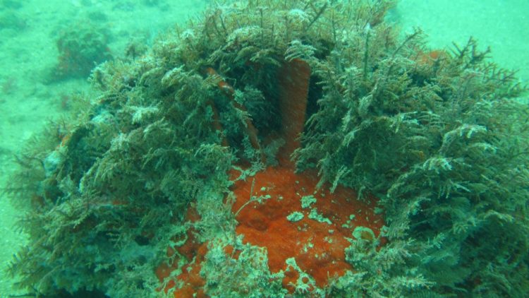 Acervo do CCTV recebe imagem de Xavante naufragado no litoral de Parnamirim