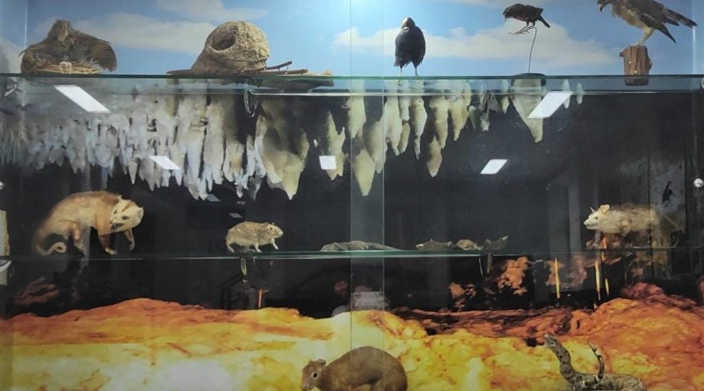 Nova exposição do MCM revela biodiversidade do Geoparque Seridó