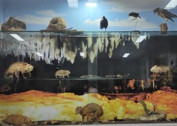 Nova exposição do MCM revela biodiversidade do Geoparque Seridó