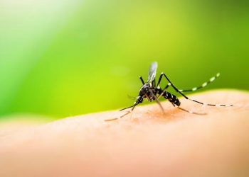 RN tem mais de 23 mil casos prováveis de dengue e duas mortes pela doença