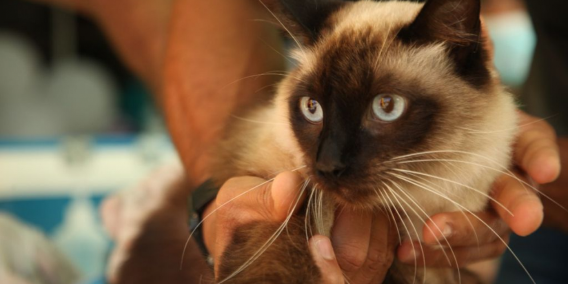 Parnamirim divulga cronograma de vacinação antirrábica