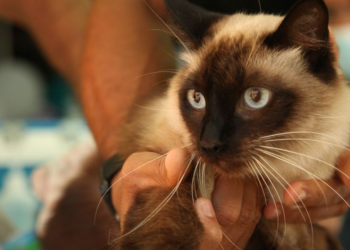 Parnamirim divulga cronograma de vacinação antirrábica