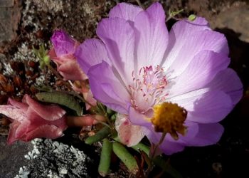 O sexo das flores: pesquisa mostra que insetos herbívoros determinam a sexualidade das flores