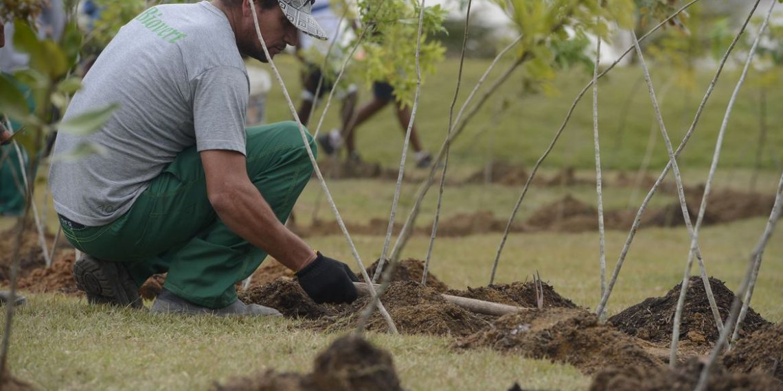 Dia da Árvore: projeto ajuda a reflorestar bioma 100% brasileiro