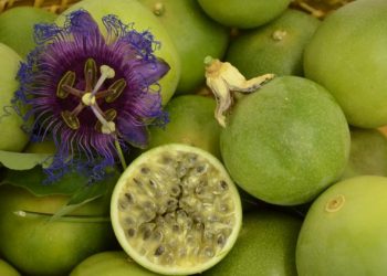 Maracujá do mato pode ser utilizado na fabricação de cosméticos