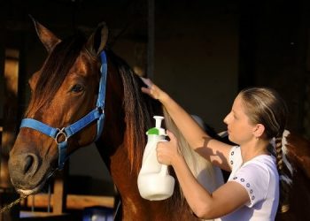 Xô, carrapato: UFRN e UFERSA desenvolvem tecnologia eficiente e ecológica para combater parasitas