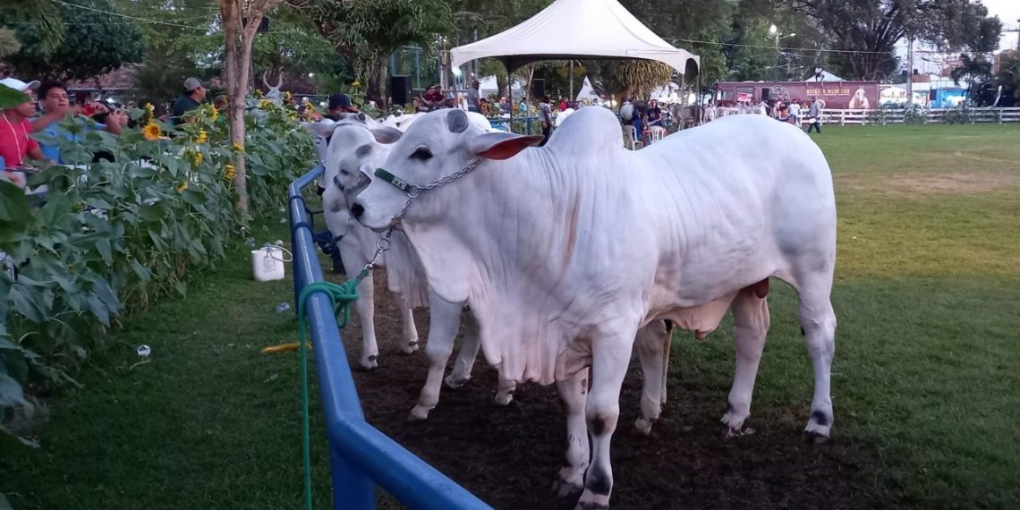 Festa do Boi 60 anos em Parnamirim é sucesso de negócios e público