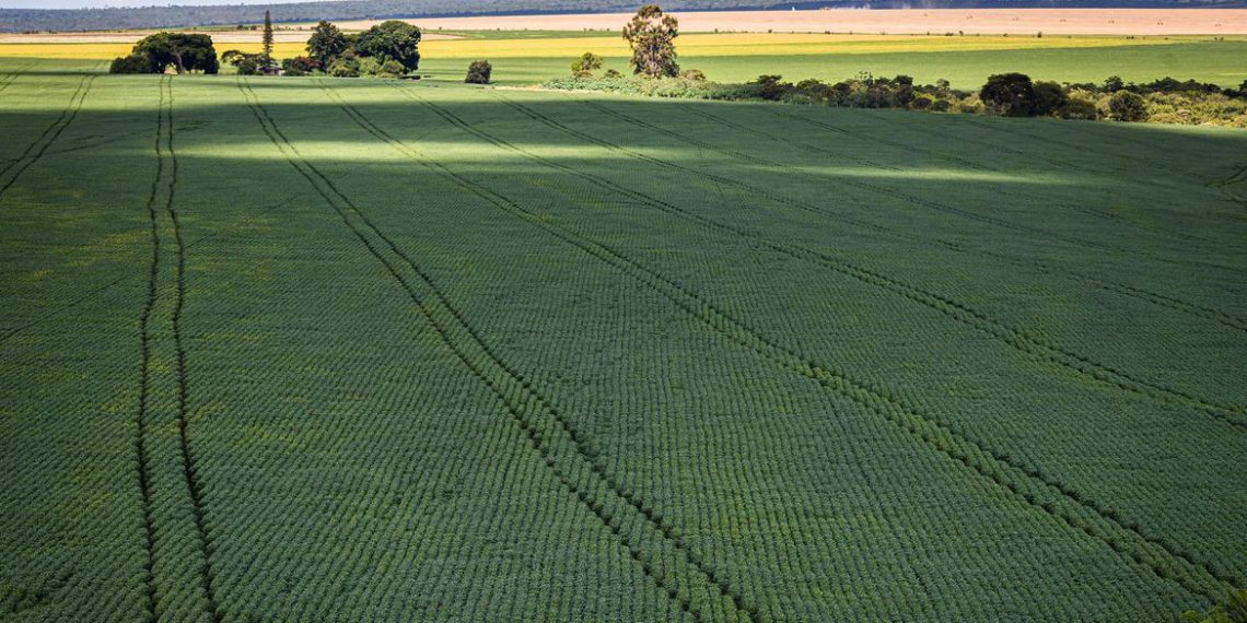 Safra de grãos 2022/23 é estimada em 312,2 milhões de toneladas