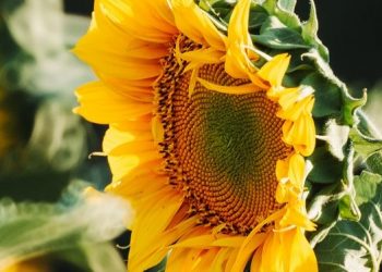 Cientistas da UFRN recebem patenteamento de nanolubrificante que promete melhorar lubrificação de máquinas