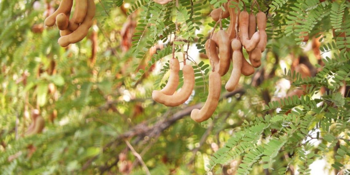 UFRN busca patentear nova tecnologia útil no combate à covid-19