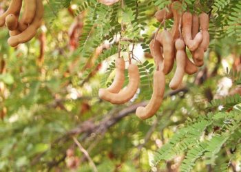 UFRN busca patentear nova tecnologia útil no combate à covid-19