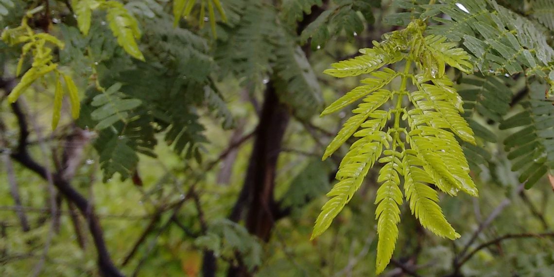 Jurema-preta: pesquisadores apontam que exploração humana reduz diversidade genética da Caatinga