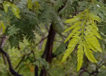 Jurema-preta: pesquisadores apontam que exploração humana reduz diversidade genética da Caatinga