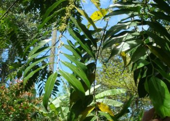 Planta popular no Brasil vira spray cicatrizante em pesquisa de farmacêutico potiguar