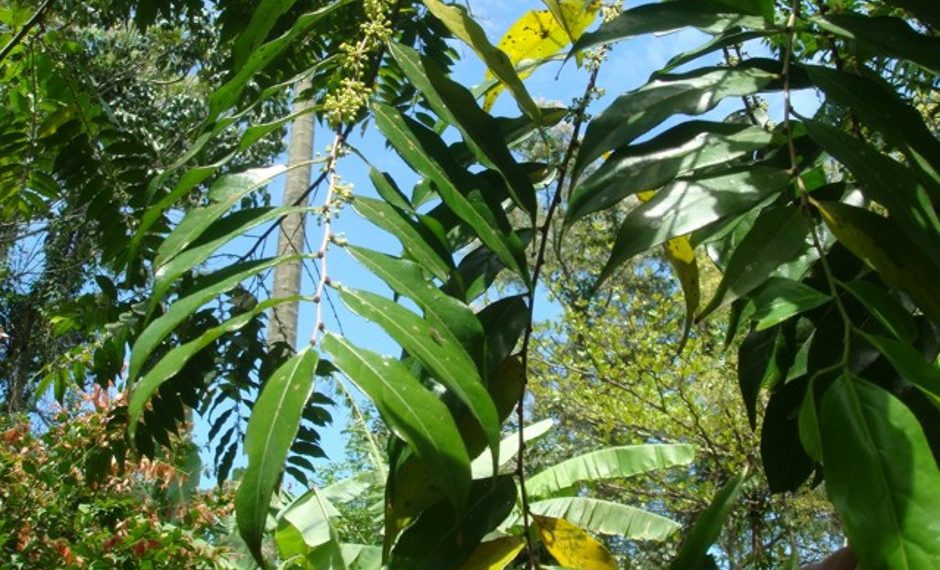 Planta popular no Brasil vira spray cicatrizante em pesquisa de farmacêutico potiguar
