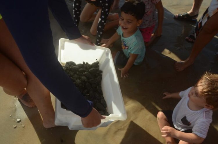 Soltura de filhotes de tartarugas em Maxaranguape reúne turistas