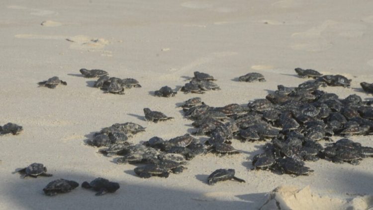 Soltura de filhotes de tartarugas em Maxaranguape reúne turistas