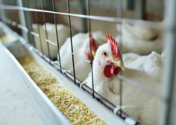 Gripe aviária: OMS confirma primeira morte no mundo