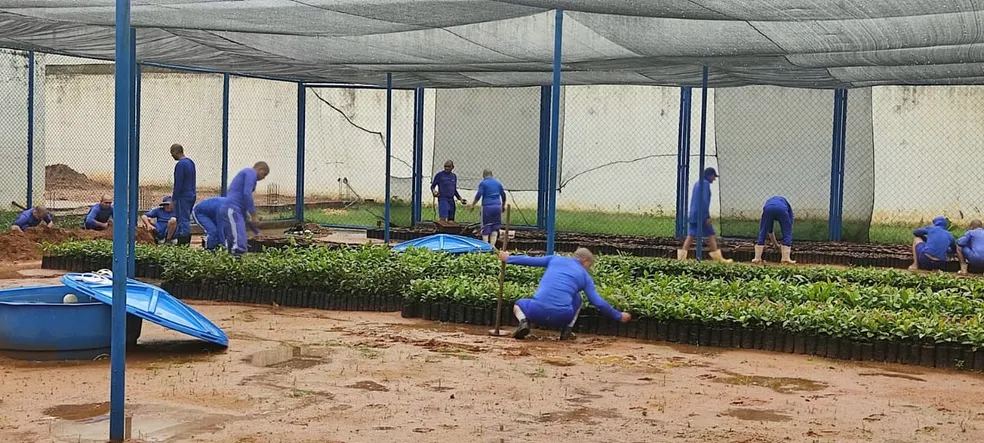 Detentos do RN produzirão 165 mil mudas de cajueiro em 2023