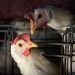 Gripe aviária leva Brasil a decretar emergência zoossanitária