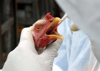 Alerta: Governo do RN orienta população a não tocar em aves mortas por risco de contaminação da gripe aviária