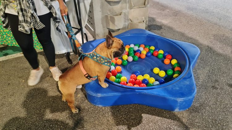 Zoonoses de Parnamirim marca presença na 5ª edição do Social Pet