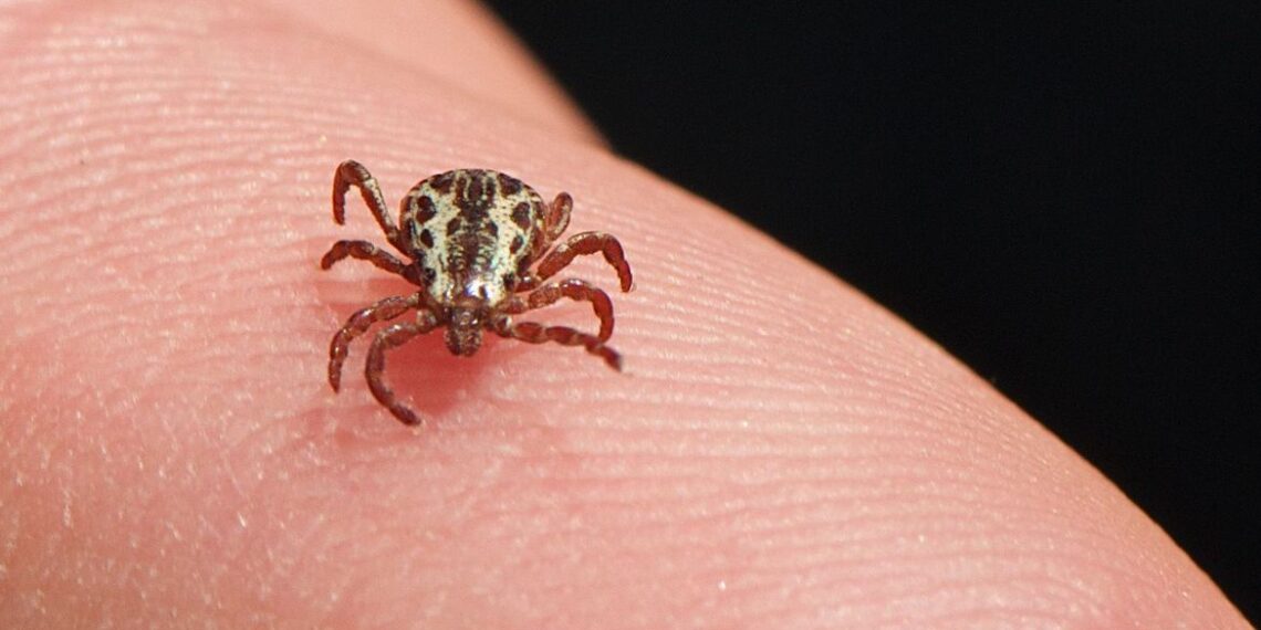 Infectologista explica sintomas da Febre Maculosa e como lidar com a doença