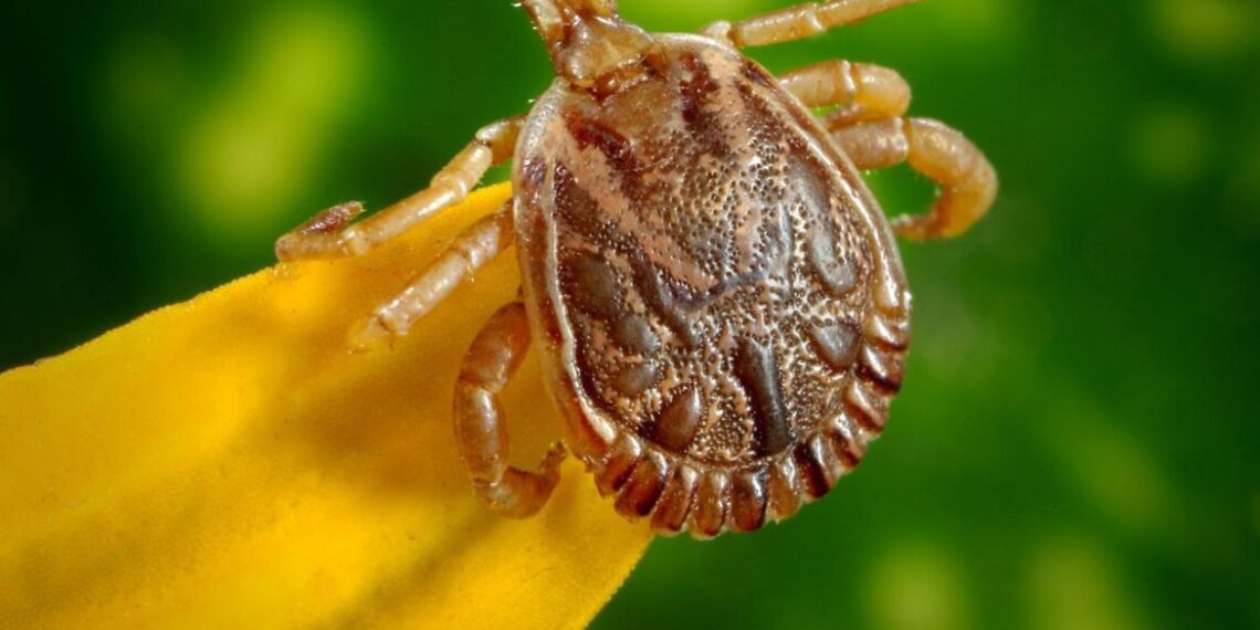 Saiba como evitar contato com o carrapato que causa a febre maculosa