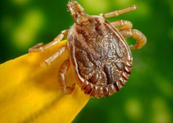 Saiba como evitar contato com o carrapato que causa a febre maculosa