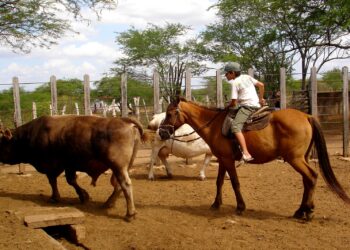 Xerimbabo – Projeto da EAJ ensina saúde única e relação humano-animal para crianças e adolescentes