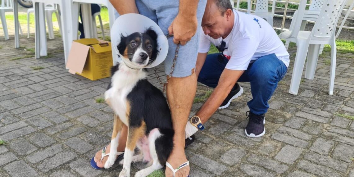 No terceiro sábado de campanha, Parnamirim supera marca de 3000 animais vacinados