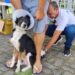 No terceiro sábado de campanha, Parnamirim supera marca de 3000 animais vacinados