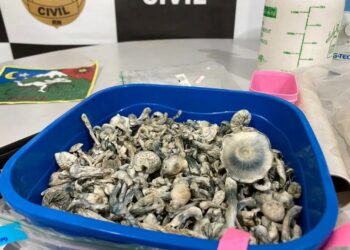 Polícia fecha laboratório e apreende ‘cogumelos mágicos’ e drogas alucinógenas em Mossoró