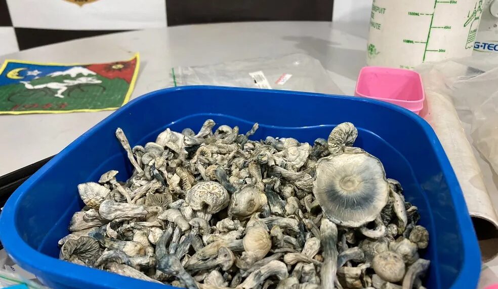 Polícia fecha laboratório e apreende ‘cogumelos mágicos’ e drogas alucinógenas em Mossoró