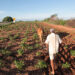 Agricultura impulsiona e RN fecha julho com aumento de 3,5 mil empregos formais