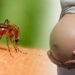 Artigo do ICe descreve infecção do zika entre mãe e bebê