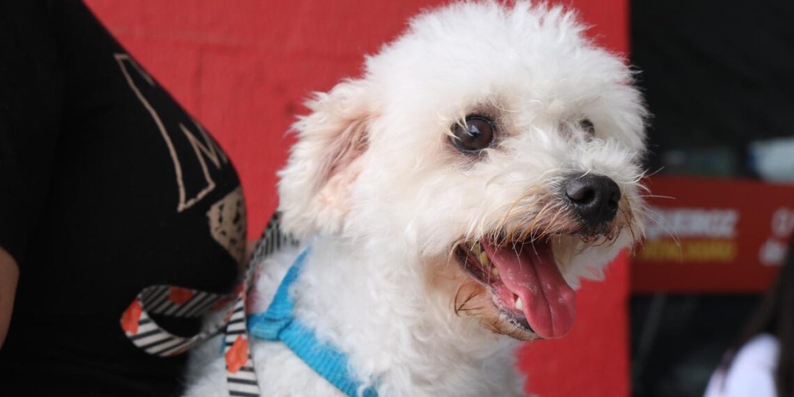 Parnamirim – Pré Campanha antirrábica aconteceu em quatro bairros nesse sábado (19)