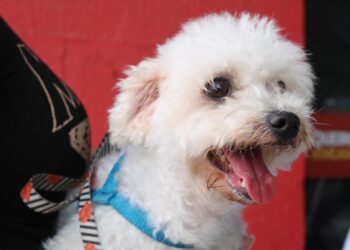 Parnamirim – Pré Campanha antirrábica aconteceu em quatro bairros nesse sábado (19)