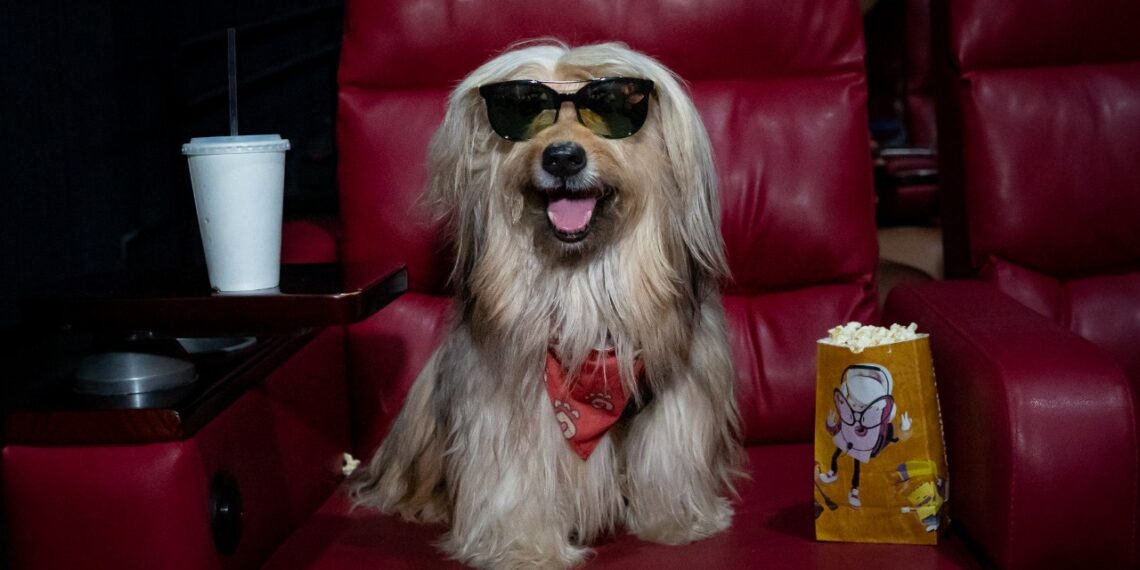 CINEPET realiza a sua 24ª edição neste domingo (24) no Moviecom Praia Shopping