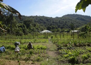 Lei institui política de empreendedorismo para jovens no campo