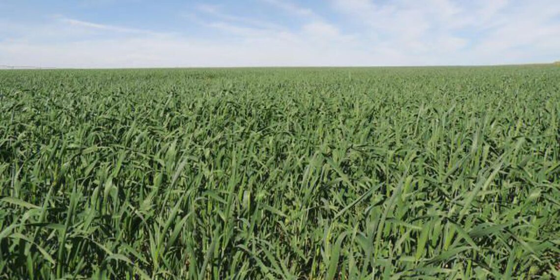 Área reservada à agropecuária no país cresceu 50% em 37 anos