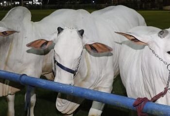 61ª edição da Festa do Boi é aberta como Patrimônio Histórico e Cultural do RN