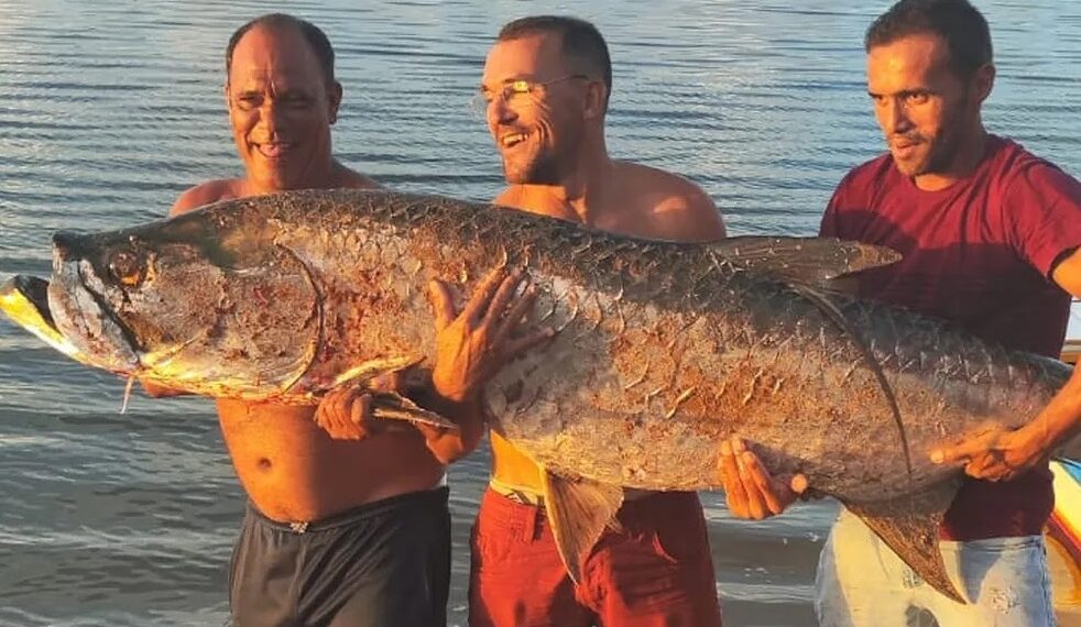 Pescadores capturam peixe de 2 metros e mais de 60 kg no Rio Potengi, no RN