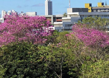 Desabrochar dos ipês deixa UFRN mais colorida