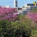 Desabrochar dos ipês deixa UFRN mais colorida