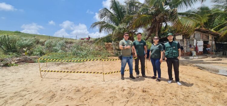 Litoral sul registra aumento no número de ninhos de tartaruga