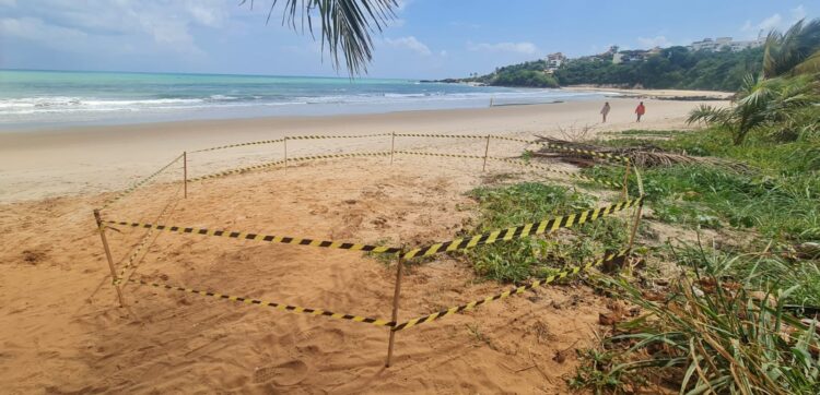 Litoral sul registra aumento no número de ninhos de tartaruga